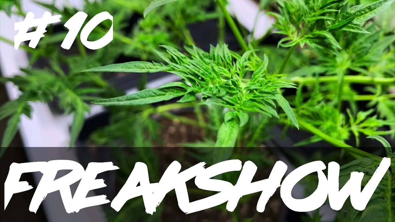 Matty Grows | The Work Grow | Freakshow | #10 | #Freakshow #HumboldtSeedCompany