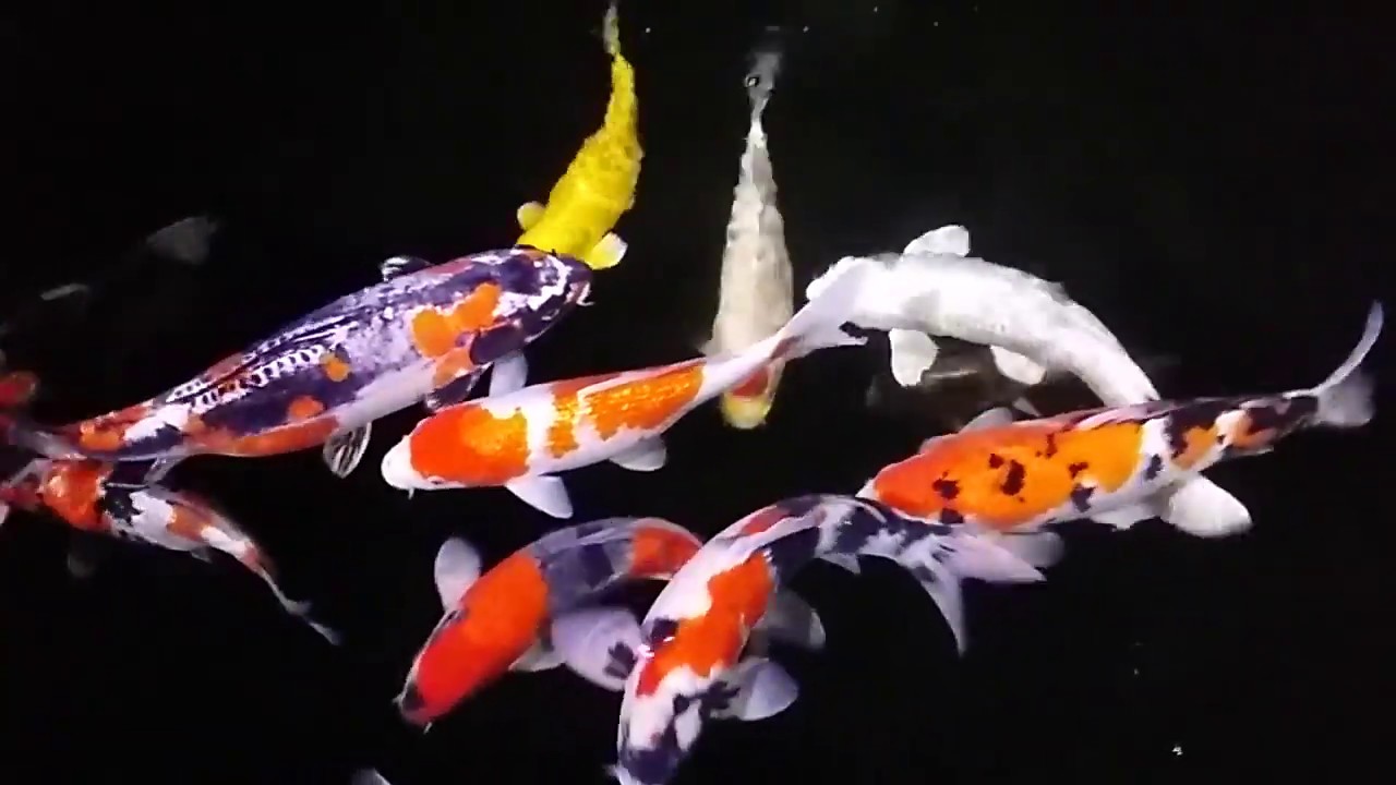 One Year (2016) Update of Our Koi Collection