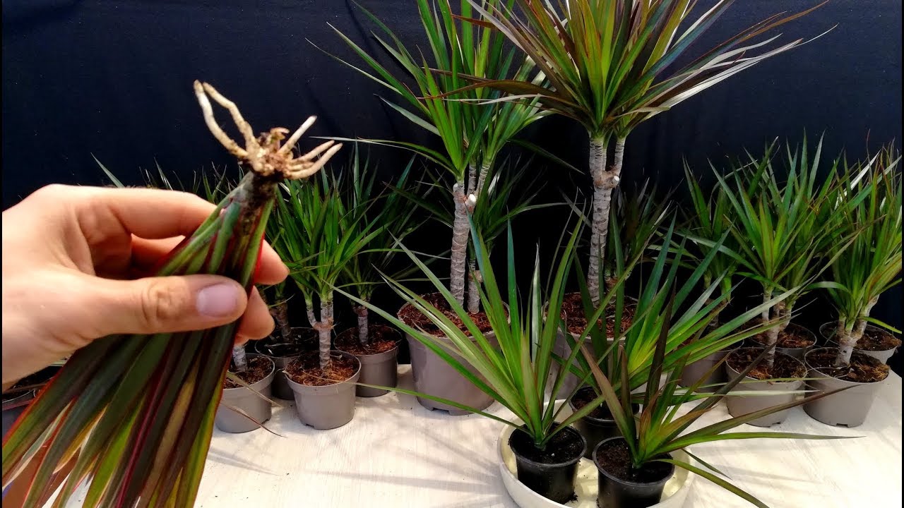 How to grow Dracaena plants from cuttings