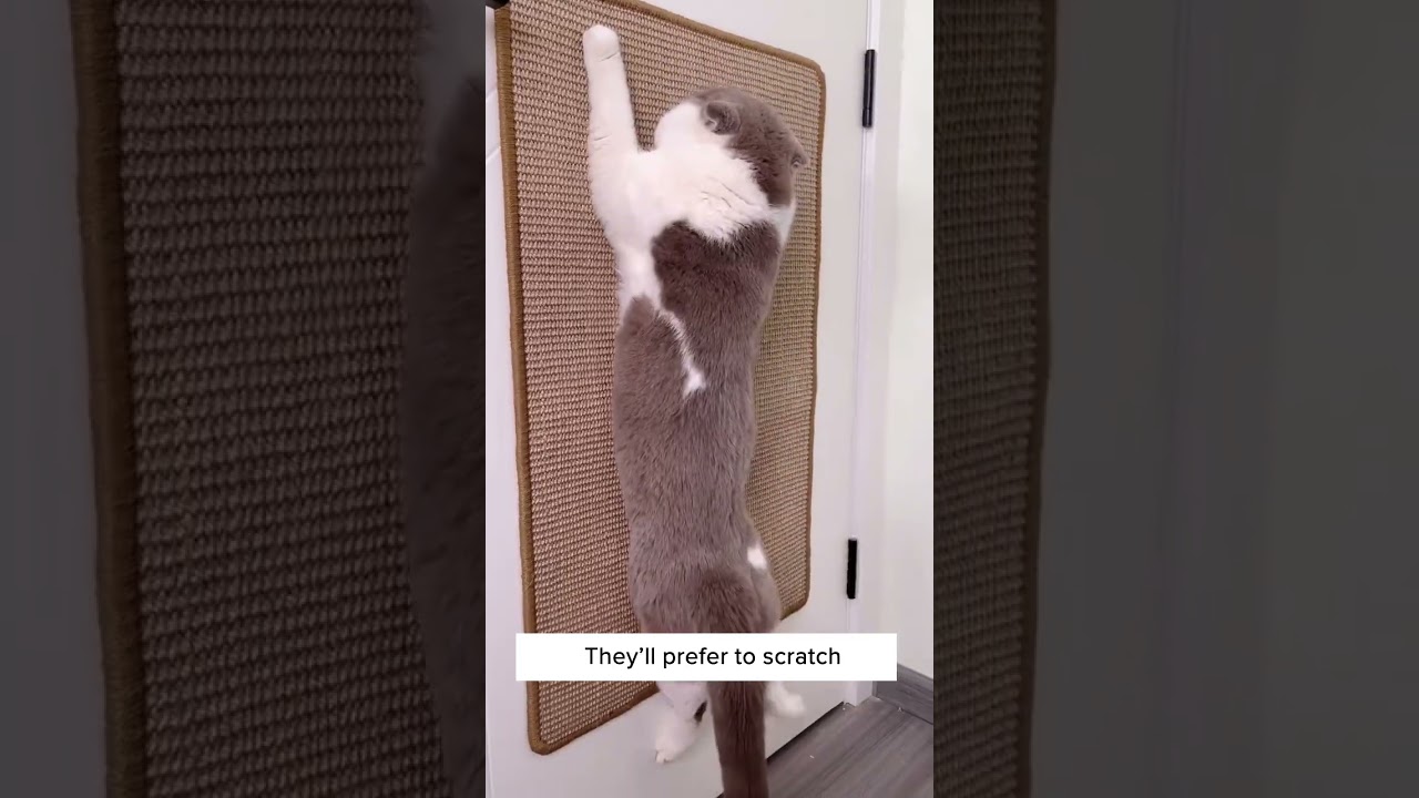 Когтеточка, которая подстригает кошачьи когти? 😱