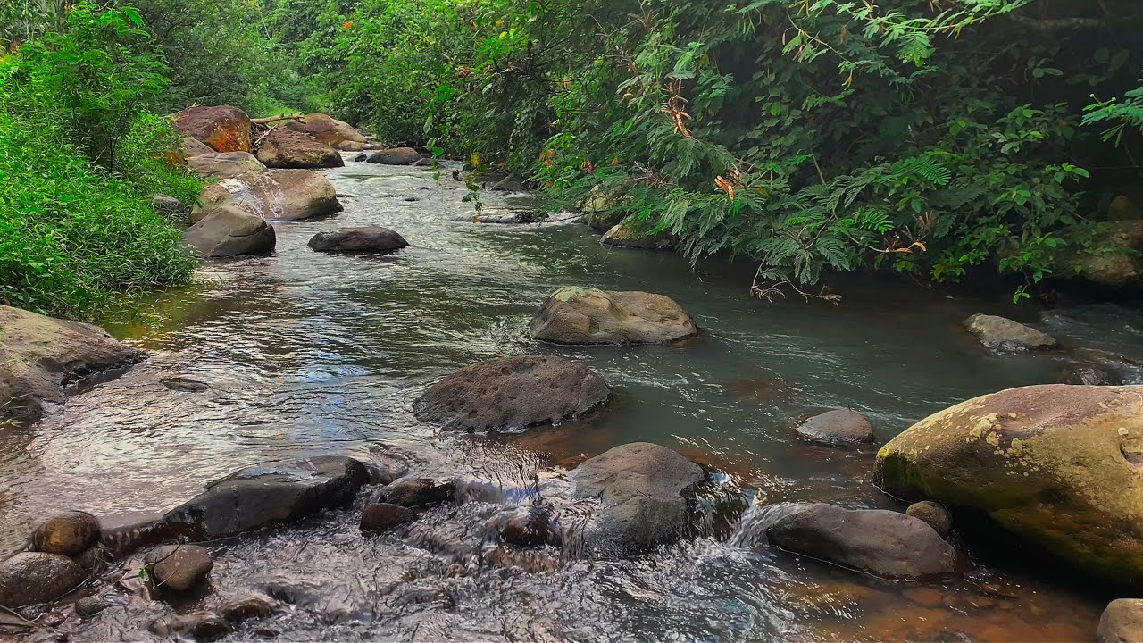 Beat Insomnia with Calming Water and Stream Sounds Along a Lush Forest Setting