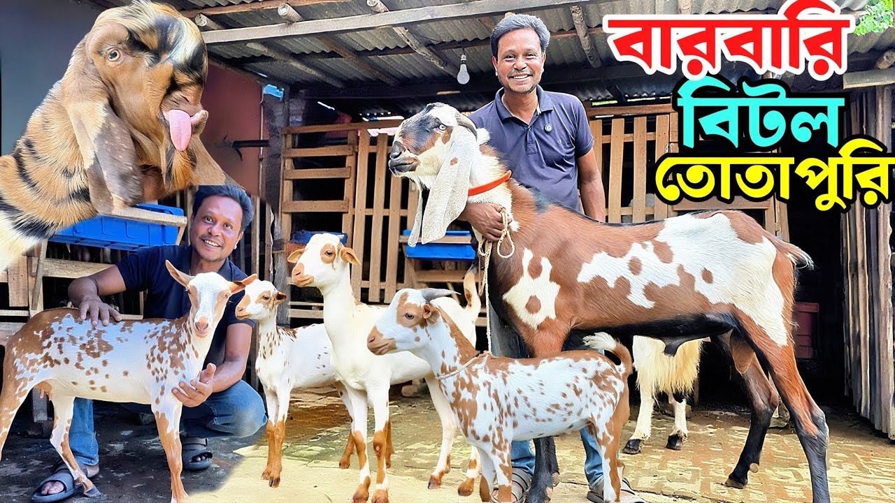 বারবারি ছাগল তোতাপুরি হরিয়ানা বিটল ছাগল কিনুন পাবনা থেকে PABNA Goat Farm