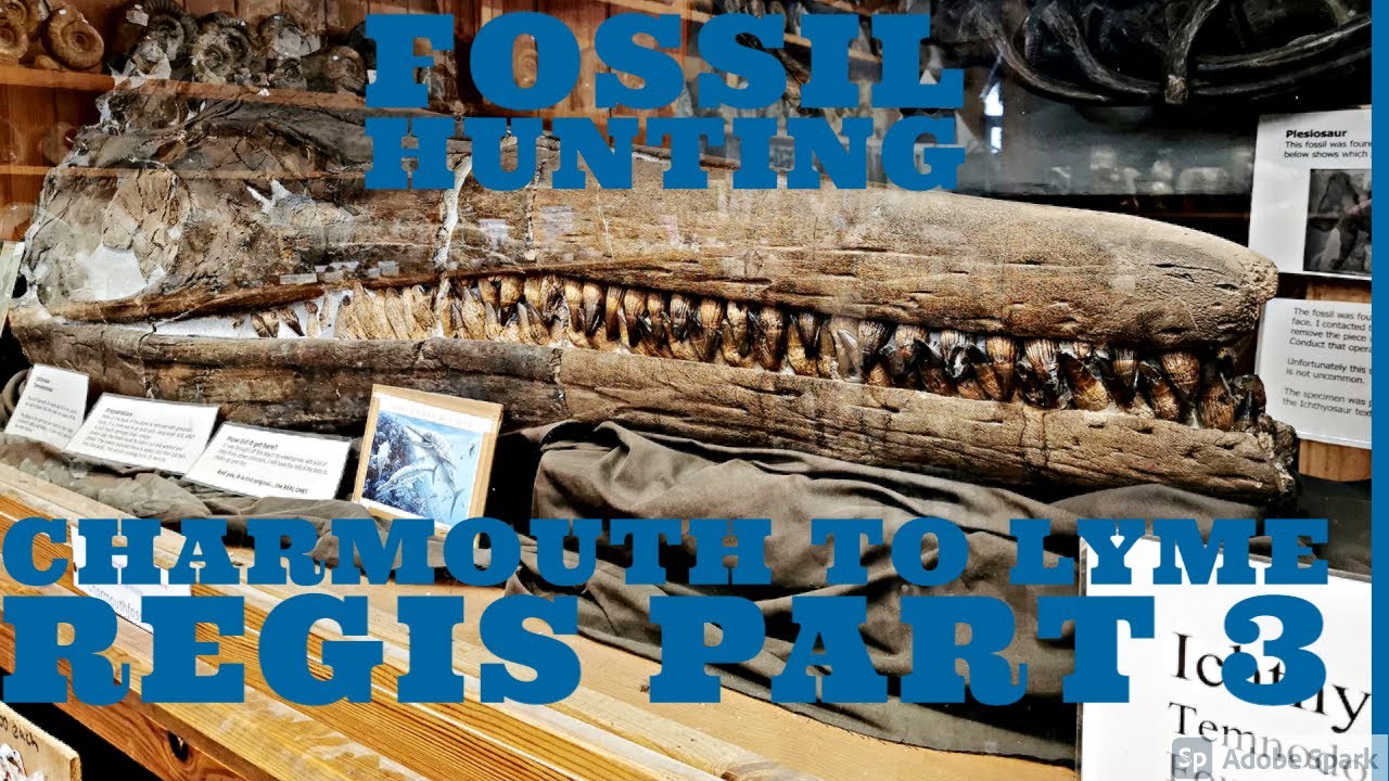Fossil hunting Charmouth to Lyme Regis, Dorset part 3
