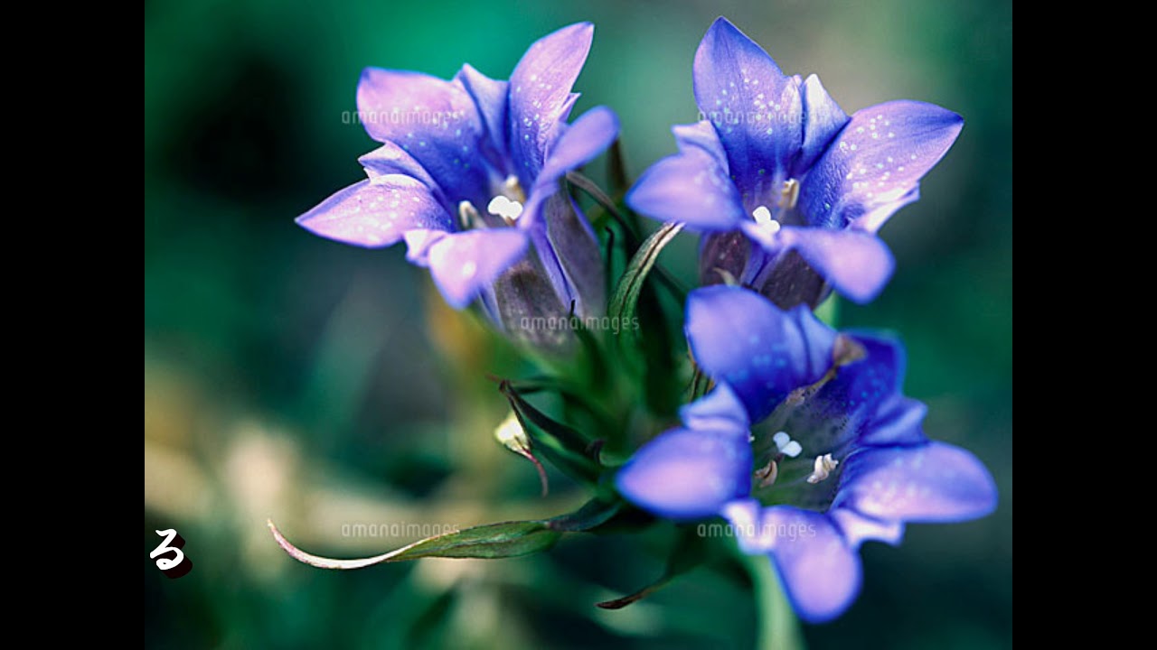 古関裕而の平安王朝みやびの世界！！　秋草の歌・花のいのちを誰か知る