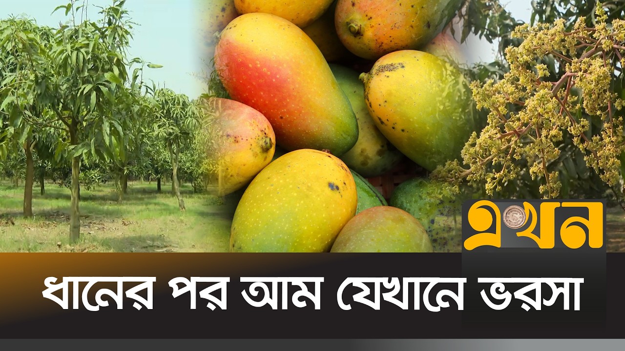 রাজশাহীতে প্রায় সাড়ে ১৯ হাজার হেক্টর জমিতে আম চাষ | Rajshahi News | Mango Cultivation | Ekhon TV