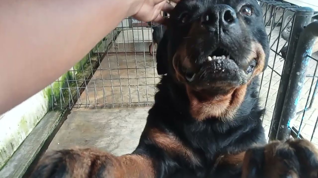Jenis Anjing Rottweiler Gagah dan Kekar, Pernah menyandang juara umum IRC 2024