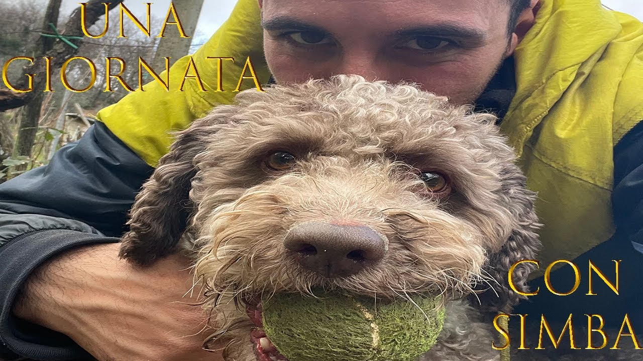 Una giornata di lavoro con Simba, il mio nuovo dipendente - Lagotto romagnolo