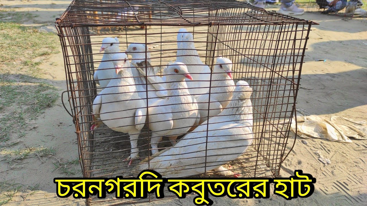 পানির দরে কবুতর কিনুন নরসিংদী চরনগরদী হাট থেকে