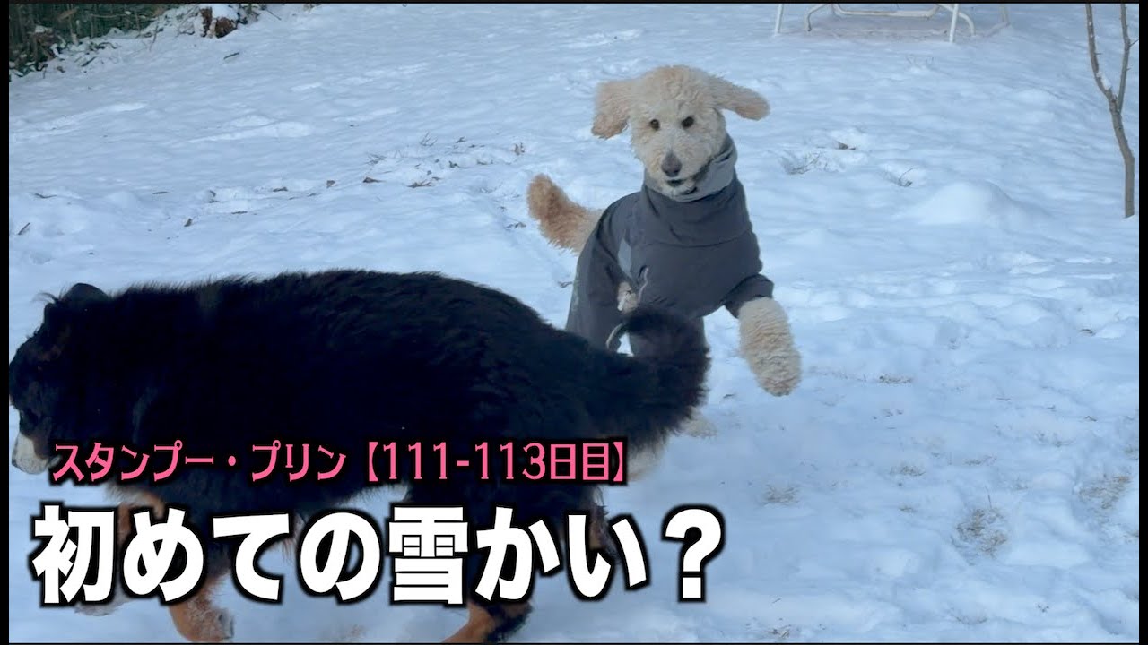 今シーズン初積雪で大はしゃぎ【プードル111 113日目】