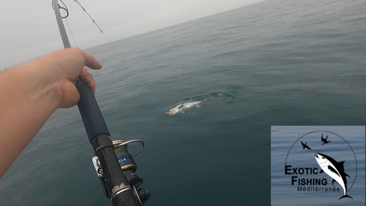 Ouverture Pêche Thon sur Chasse 2023!!! Exotic Fishing