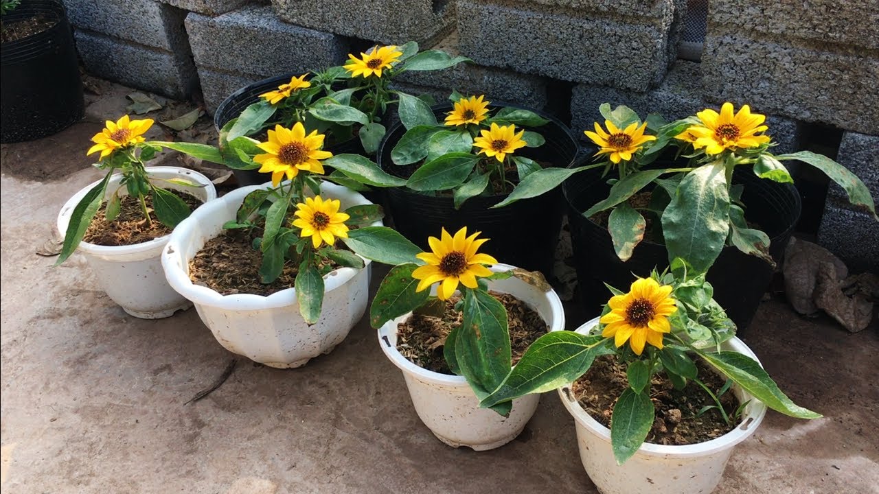 How to grow dwarf sunflowers at home | Growing sunflowers in pots