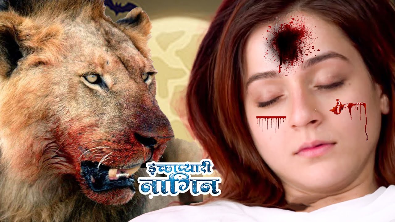 शेर ने किया इच्छा पे हमला  | Icchapyaari Naagin | New Episode  2025