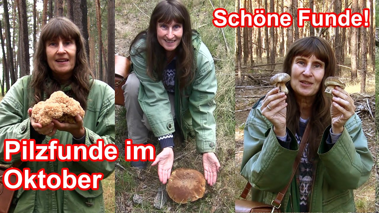 Pilzsuche im Oktober | schöne Funde!
