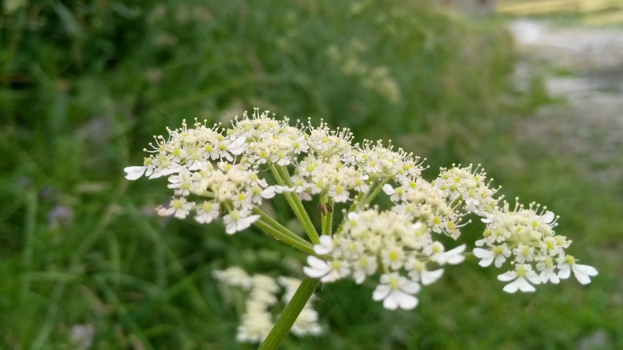 hunza girl perform in balti song 2023#hunzavalley #foryou #subcribemychannel