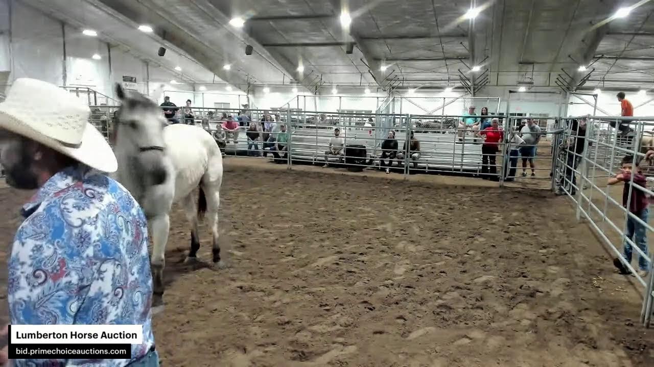 Lumberton Horse Auction