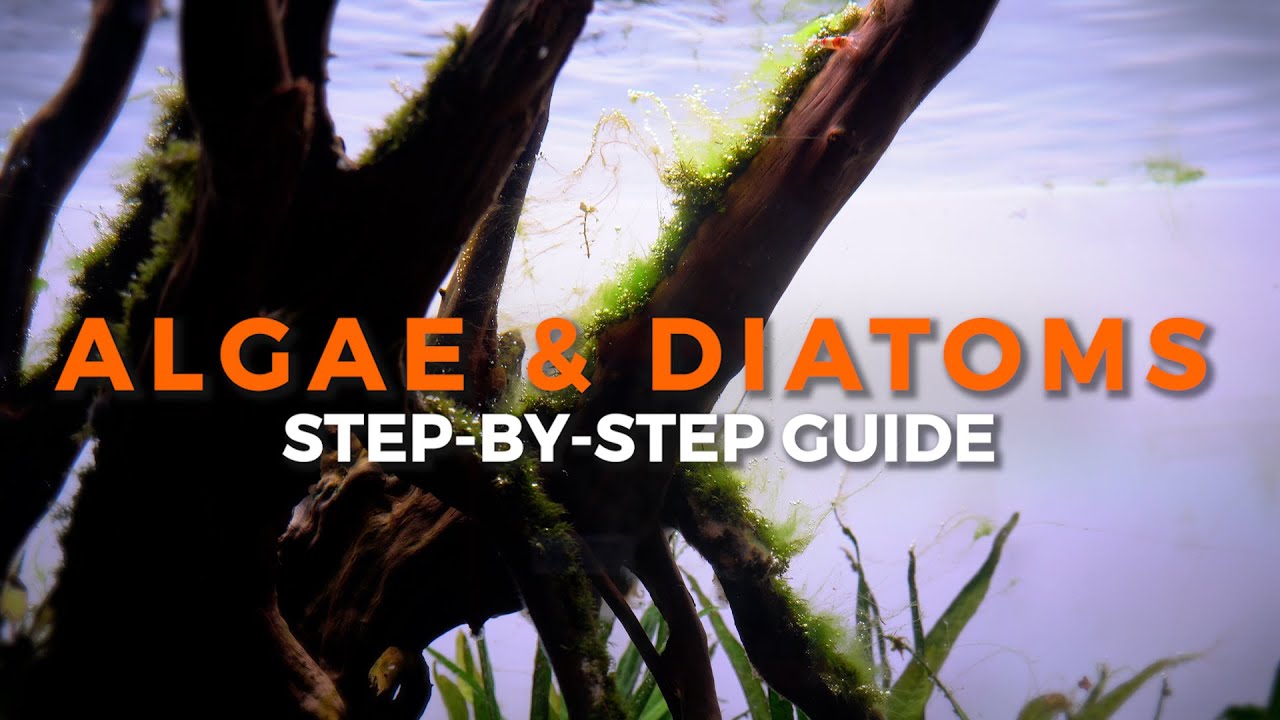 Aquarium Algae - How to Remove It