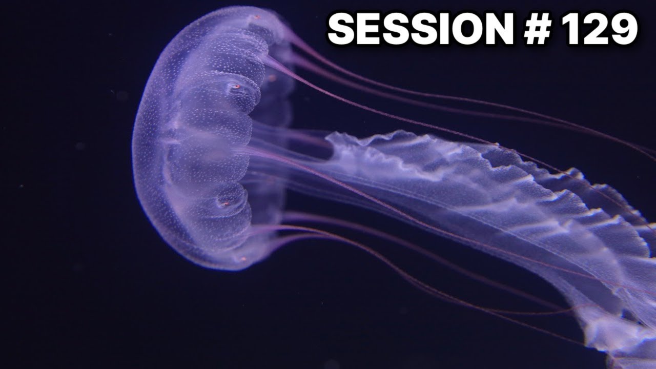 Intro To Jellyfish Care & Secret Jelly Lab With Travis Brandwood | #129