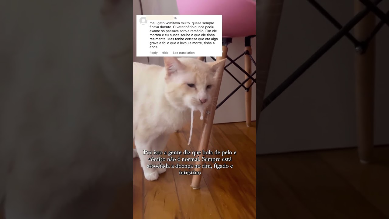 Muitas pessoas acham comum os gatinhos vomitarem 🤮#thecatdoctor #cats #gatos #vomito