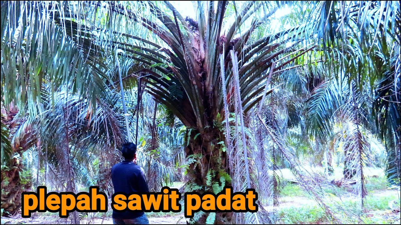 TUKANG PRUNING SAWIT BORONGAN RUGI