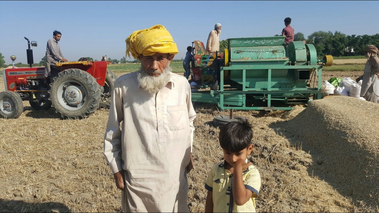 Gundam Ki katai Or Katrai Complete Process / Complete Process Of Cutting And Harvesting Wheat Crop