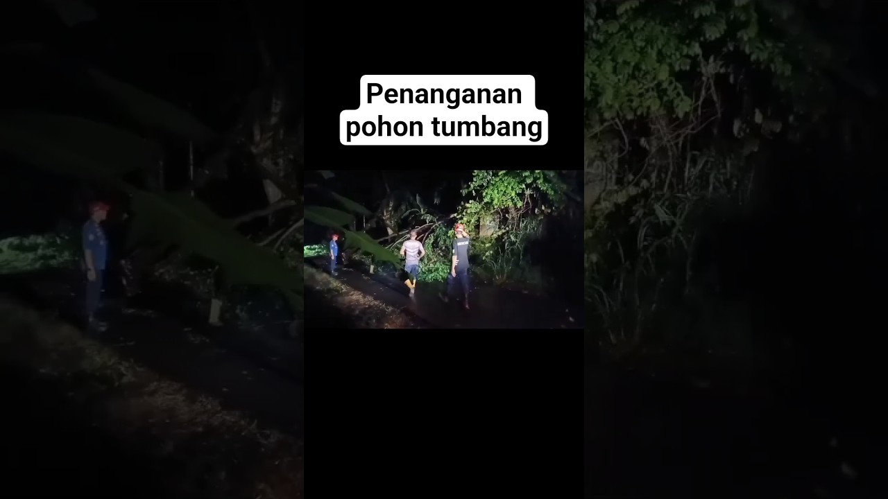Penanganan pohon tumbang yang menghalangi akses jalan 😱