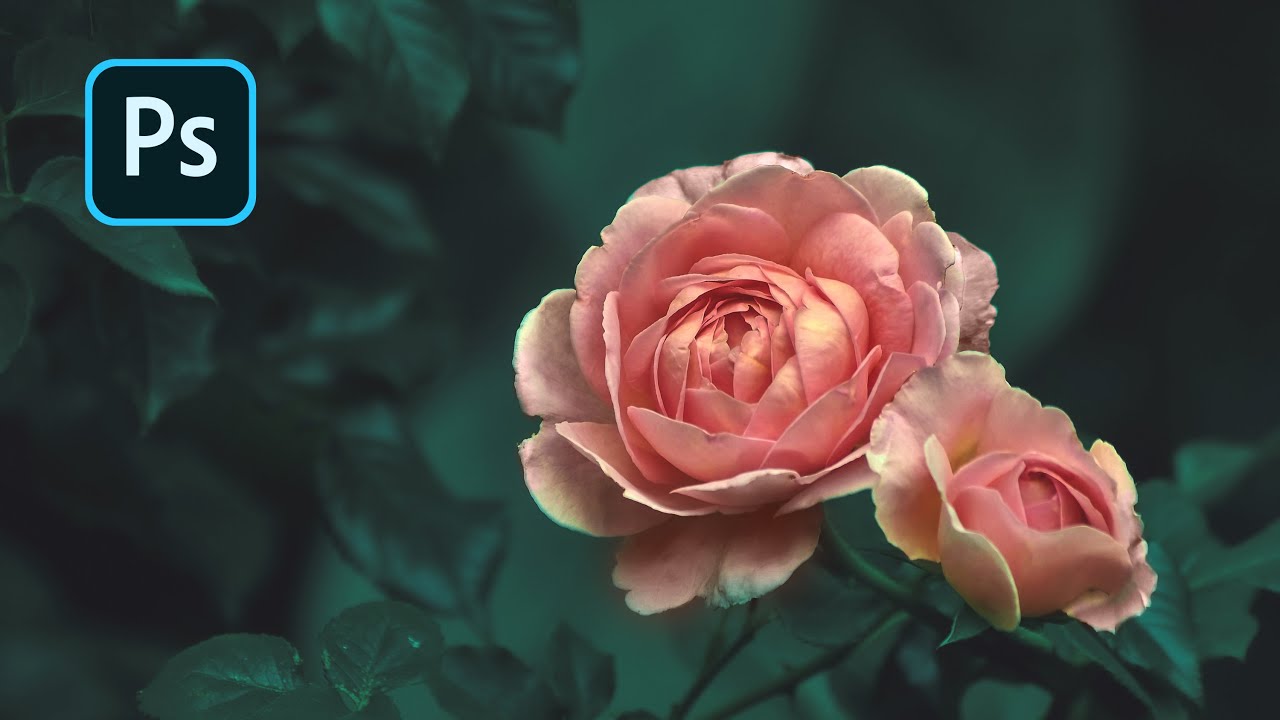 Cinematic Photo Effect in Flower Photo Edit: Photoshop Tutorial