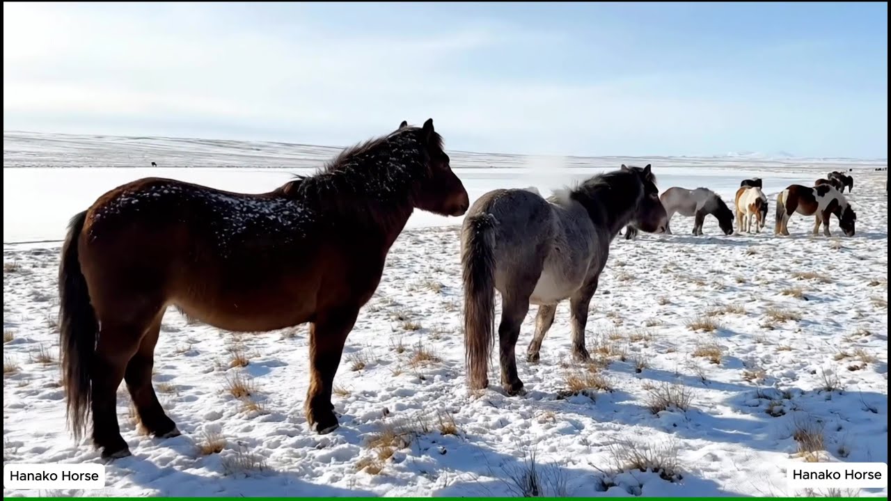 Mongolian Grassland Horses in Winter | Pure Survival