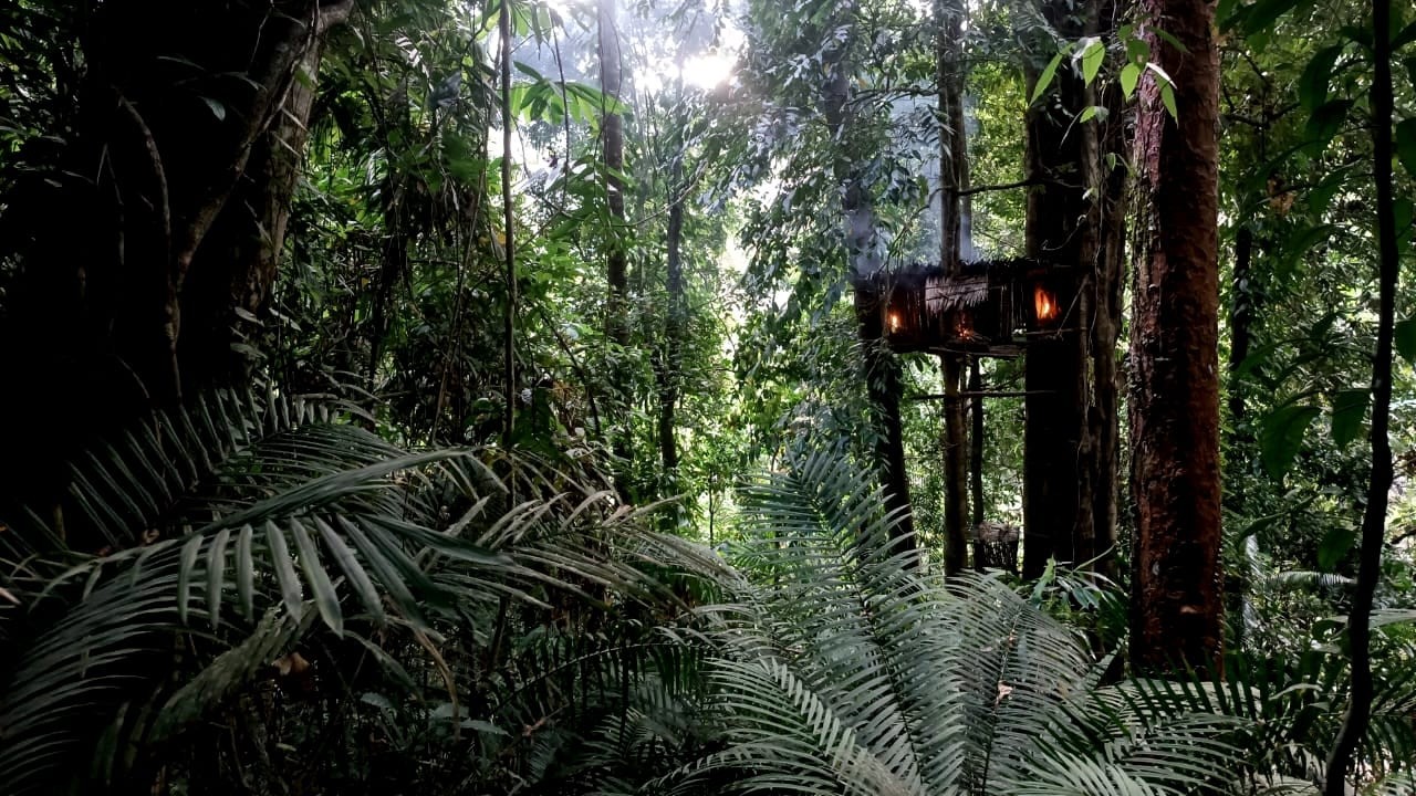 Full Heavy Rain Survival, Building a Secret Primitive Shelter in a Tree, Trapping, Fishing