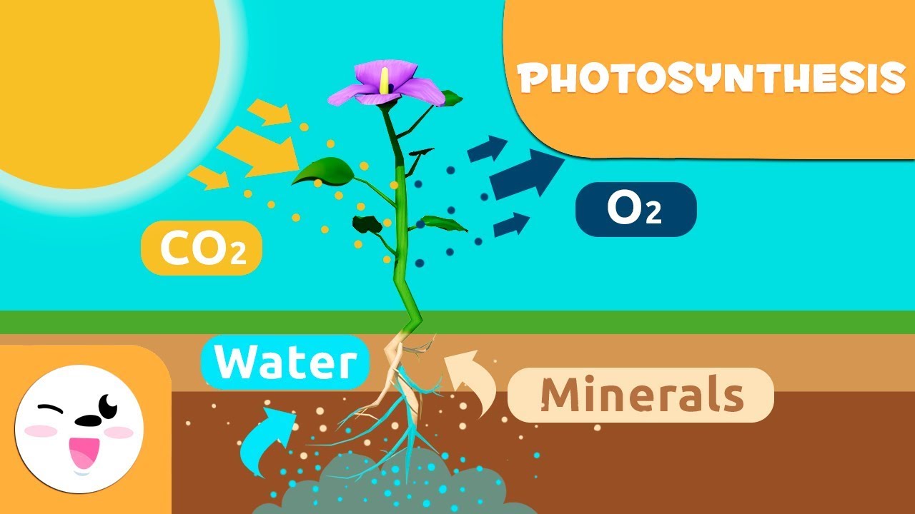 Photosynthesis in plants for children - Natural Science for kids