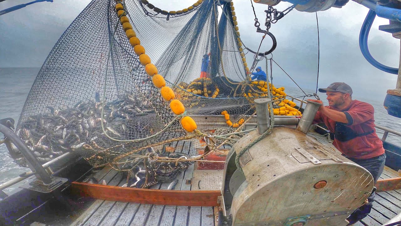 Wild Alaska Purse Seining (BIG LOAD) Commercial Fishing for Salmon (Complete Set in 4K) LFGGGGGGGGGG