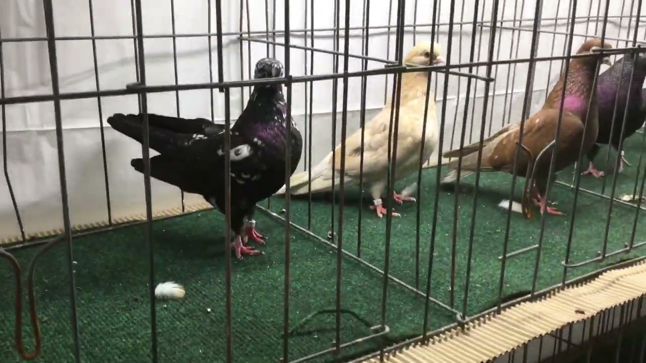 Judging Y H Portuguese Tumblers Reading Pigeon Association Show