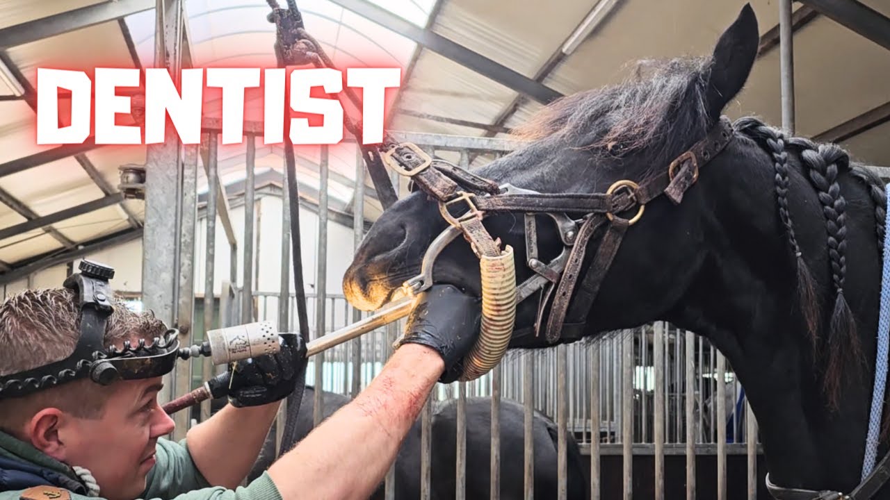 Horse dentist. All about horse teeth. Queen👑Uniek is scratching | Friesian Horses