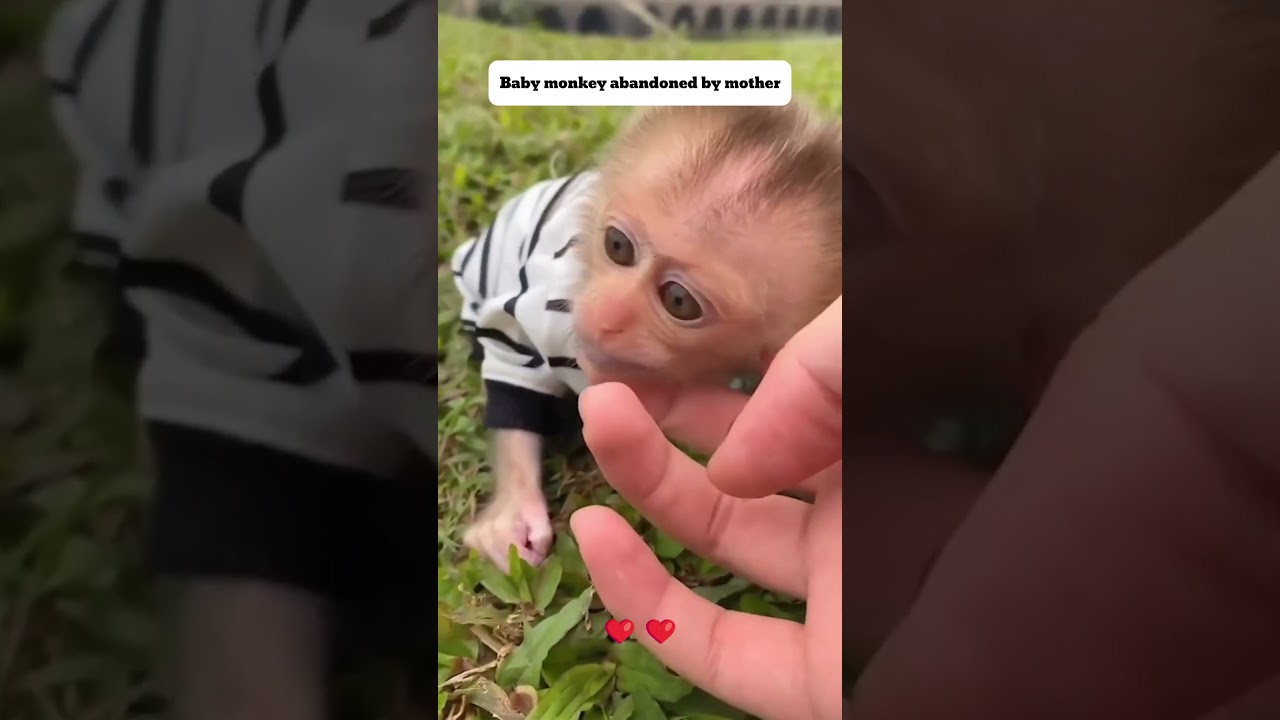 Rescue baby monkey #monkey #pets #rescue #rescueanimals #animals #shorts