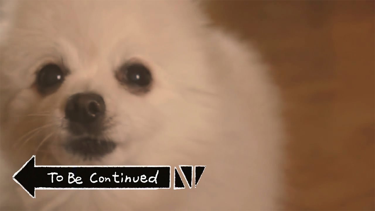 TO BE CONTINUED (YES - ROUNDABOUT) em CACHORR&Ecirc;S