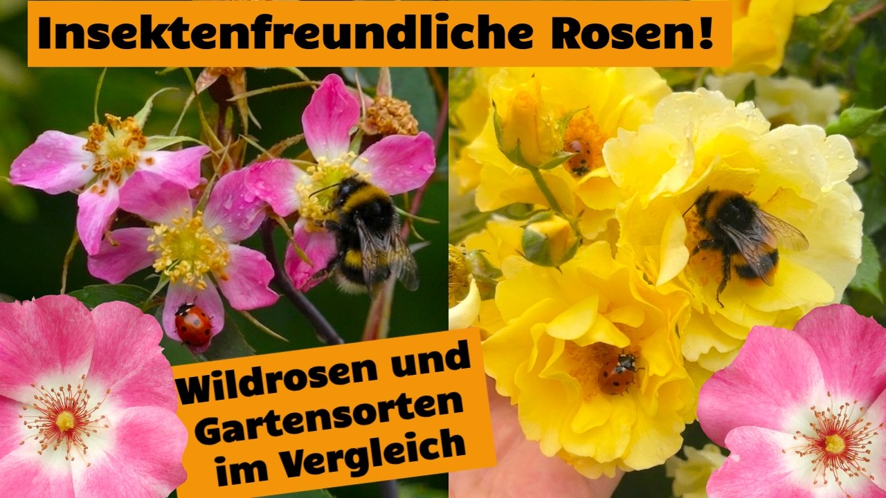 20 Geniale Rosensorten für insektenfreundliche Gärten TEIL 2 - Strauchrose, Wildrose, Ramblerrose