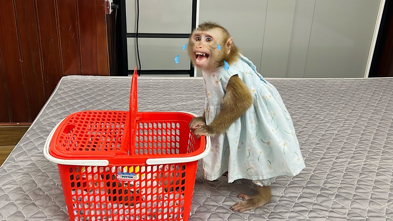 monkey Tina stood beside monkey Xuka to protect her and didn't want to leave.