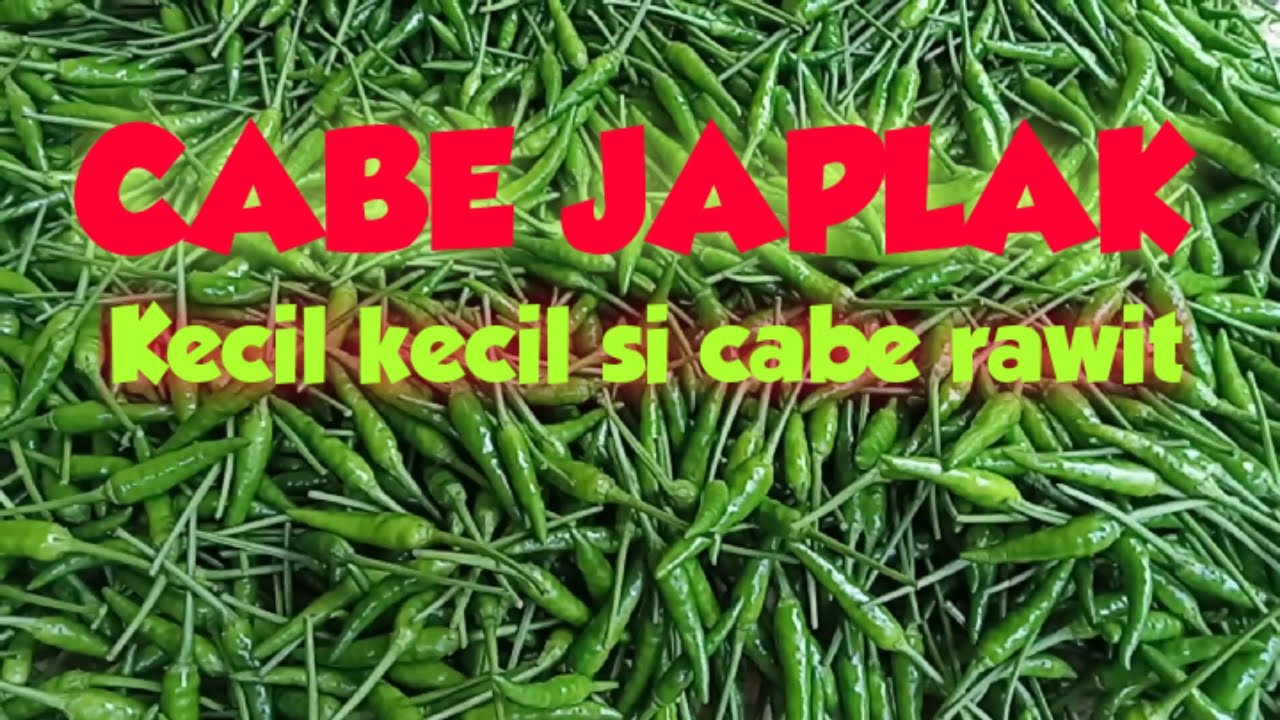CABE JAPLAK PACITAN