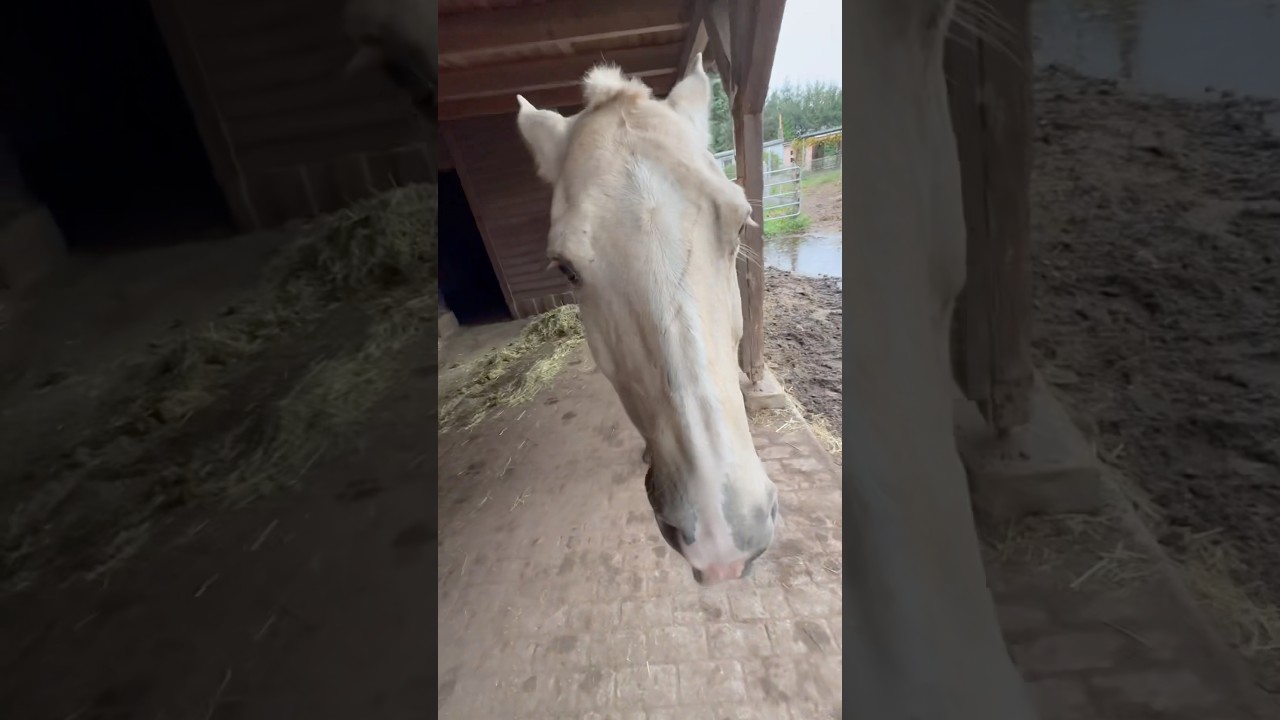 Nehm die Griffel weg man 😎 #reisegruppeunbeliebt #horse #wildpferd #pony #pferde #equestrian