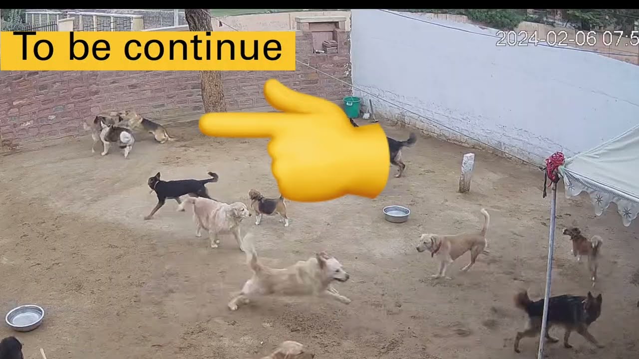 Akita Breed fight to 4 dogs on CCTV very bad to see @dogloverprakash