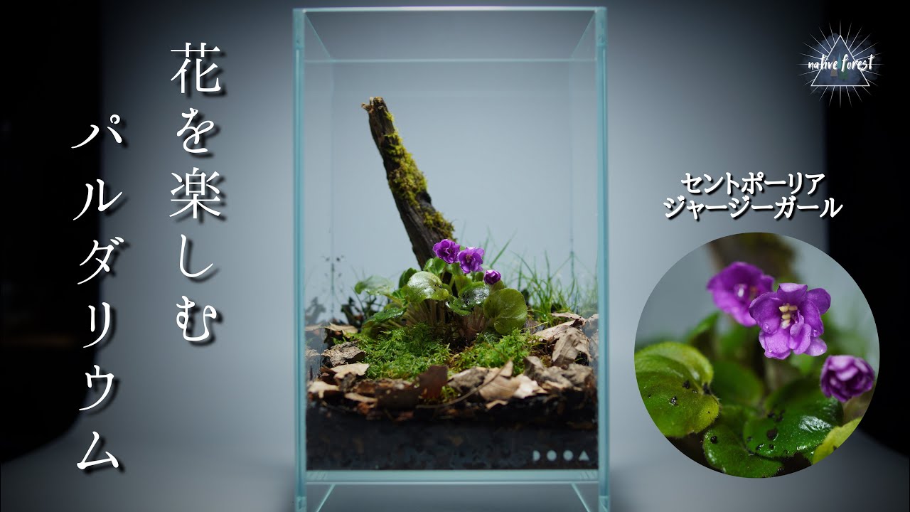 【花を楽しむパルダリウム】セントポーリアの小型レイアウト