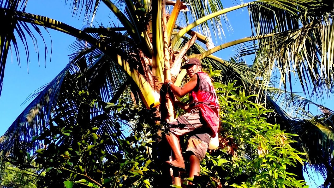 Sukang Tuba, Paano Gumawa.