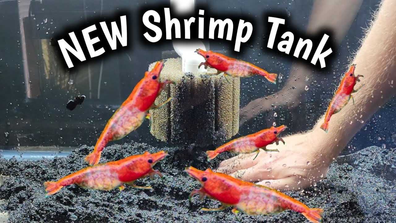 NEW 40 Gallon Red Rili Shrimp Tank Setup