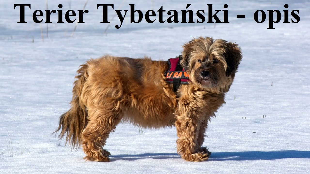 Terier TYBETAŃSKI - OPIS (zachowanie, dla kogo, wady i zalety, pielęgnacja)