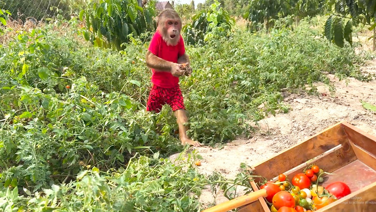 Too Cute! CUTIS Harvests Tomatoes to Make His Own Smoothie