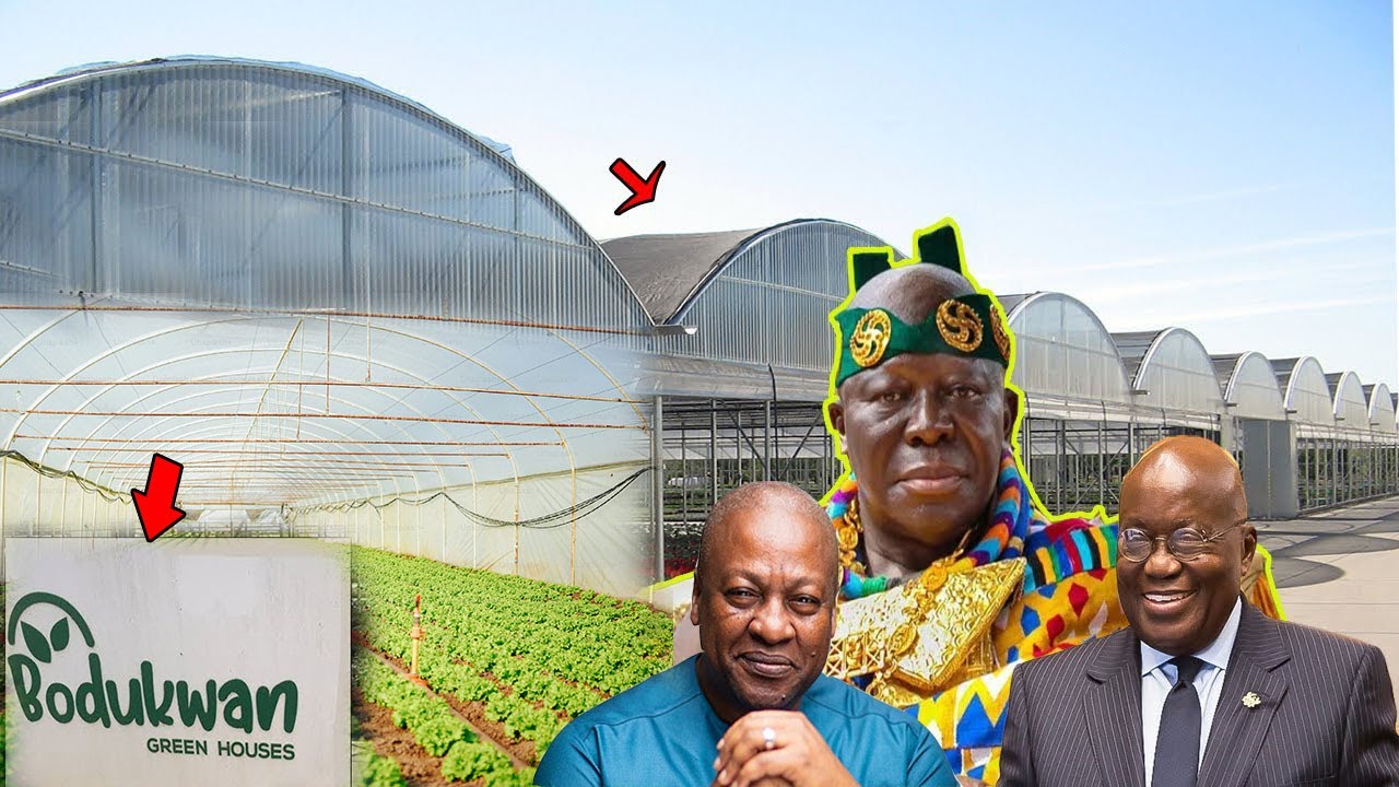 😲A Massive project owned by  OTUMFUOR OSEI TUTU II _ KING OF ASHANTI _ORG.Vegetable farm #wow 