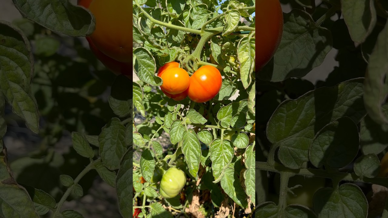 Why do tomatoes crack?  