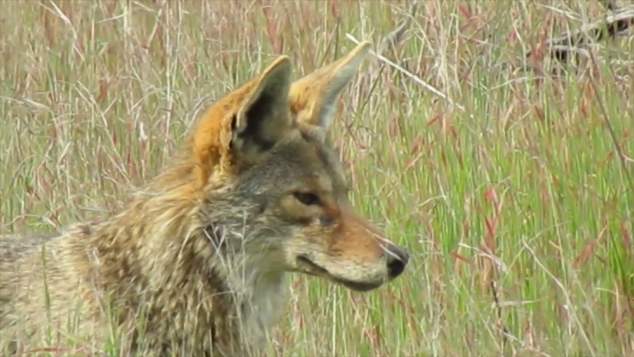 Kojot, Coyote, Canis latrans, Kojote.