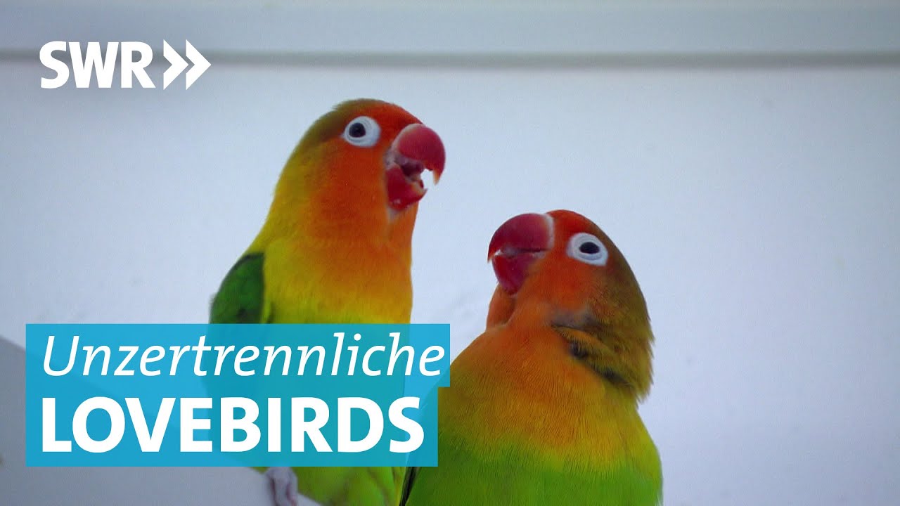 Zwei unzertrennliche Papageien finden die große Liebe