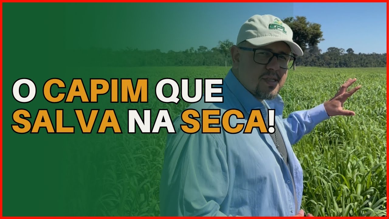 Miyagui verde na seca