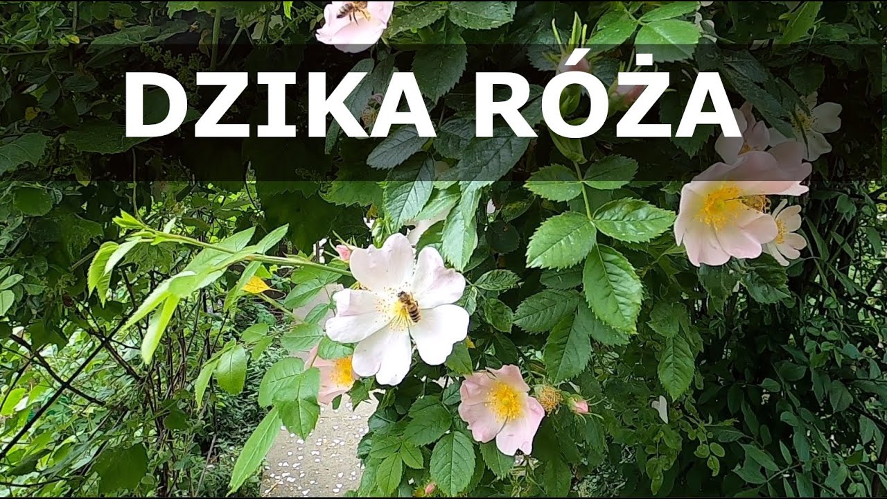 Dlaczego warto mieć w ogrodzie dziką różę?